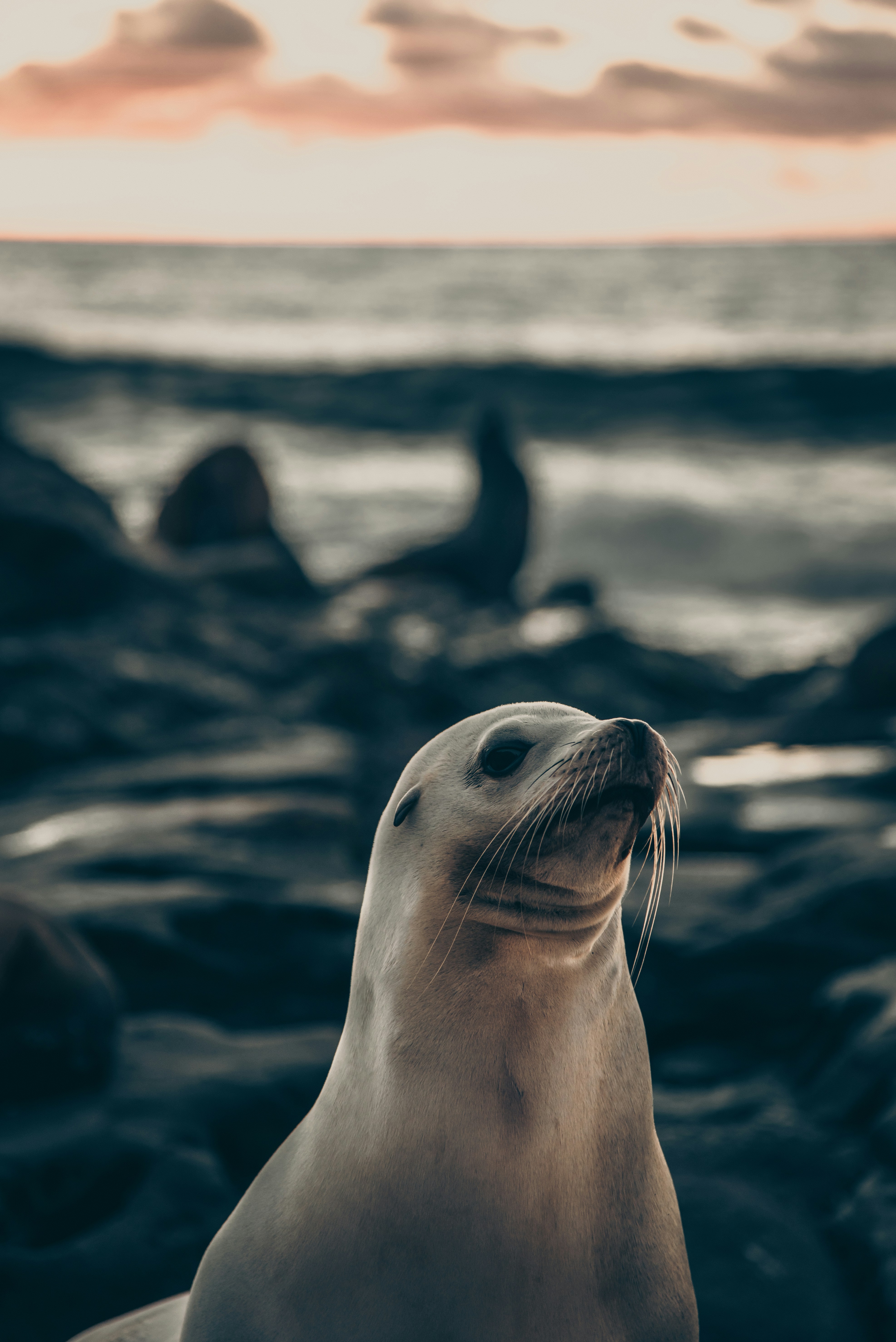 SQLSeal